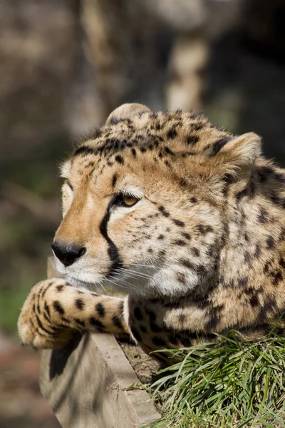 Cheetah resting — Stock Photo, Image