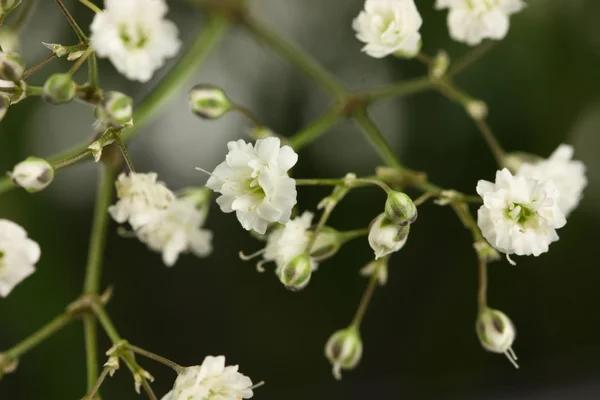 Witte bloemen — Stockfoto