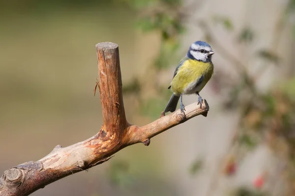 Blaumeise — Stockfoto