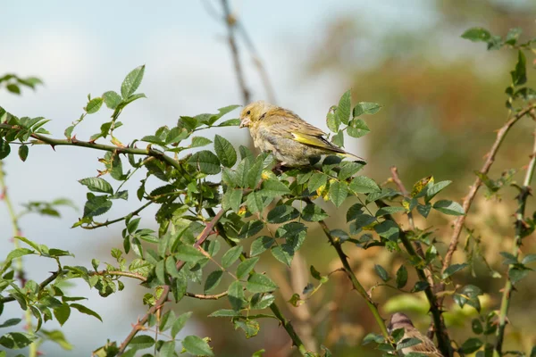 Groenling preched op tak — Stockfoto