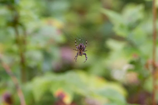 Κήπο αράχνη — Φωτογραφία Αρχείου