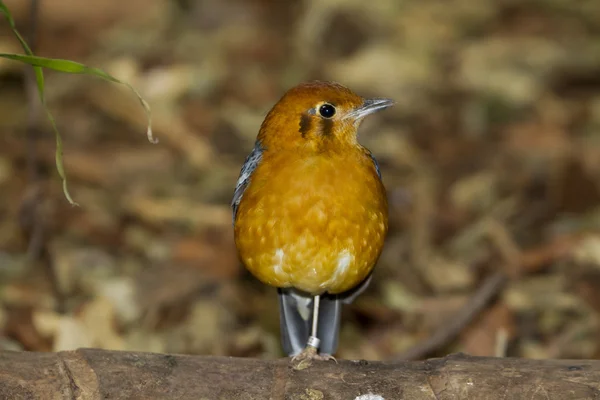 Orange headed Thrush — Stock Photo, Image