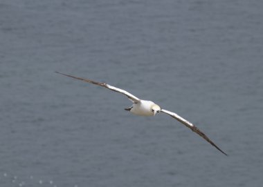 Gannet uçuş