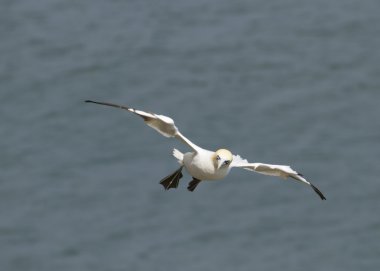 Gannet uçuş