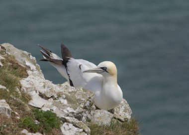 güzel gannet