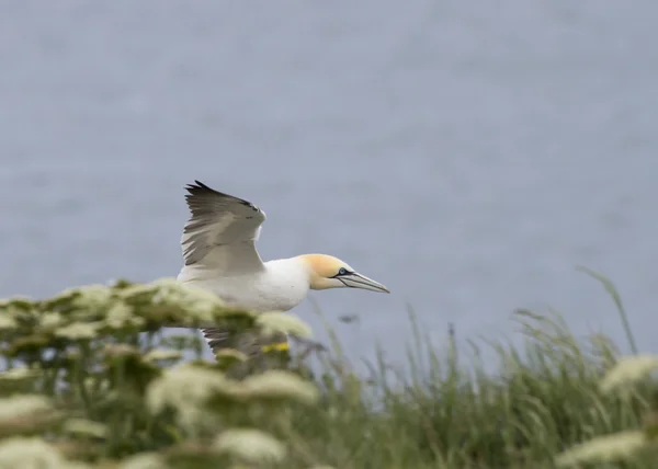 Gannet в полете — стоковое фото