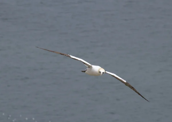 Gannet в полете — стоковое фото