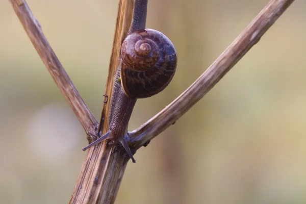 Caracol de jardín — Foto de Stock