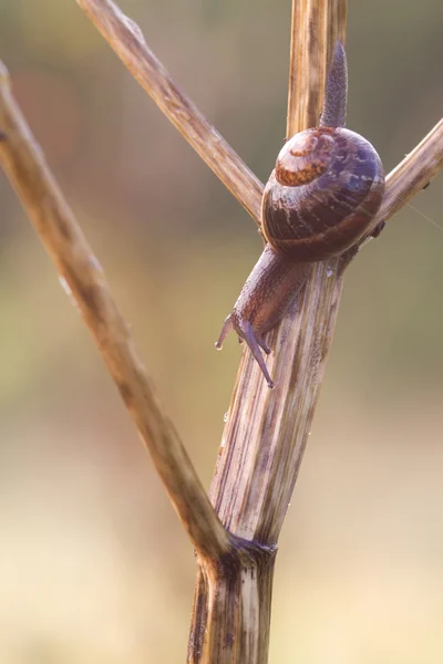 Caracol de jardín — Foto de Stock