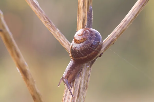 Caracol de jardín — Foto de Stock