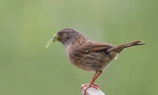 Heggenmus (prunella modularis) — Stockfoto