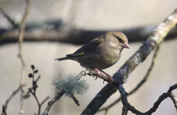 Siskin na větvi — Stock fotografie