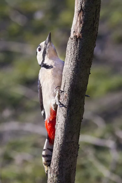 Great Spotted Woodpecker — Stock Photo, Image