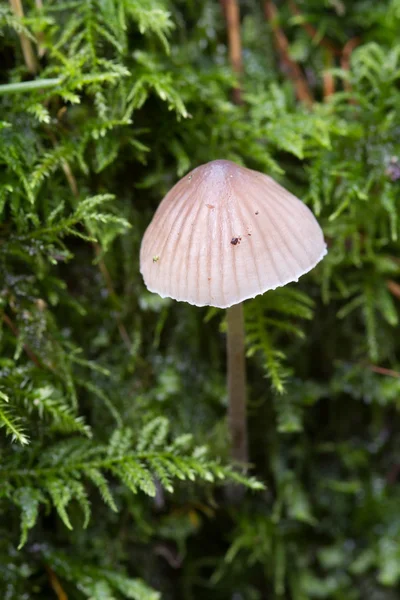 Fungus uncultivated in autumn — Stock Photo, Image