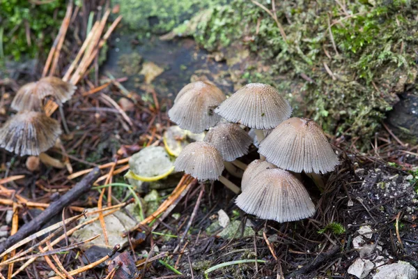 Fungus uncultivated in autumn — Stock Photo, Image