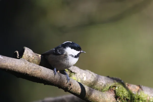 Teta de cola larga (Aegithalos caudatus ) — Foto de Stock