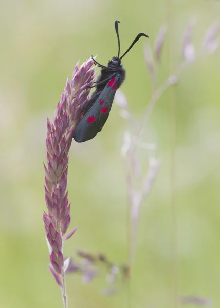 Five spot burnet — Stock Photo, Image