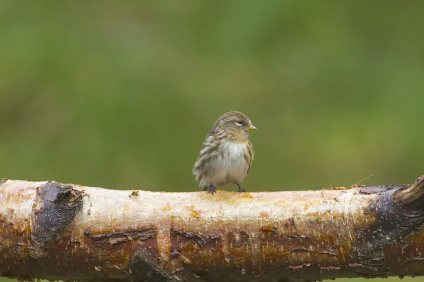 Siskin på gren — Stockfoto