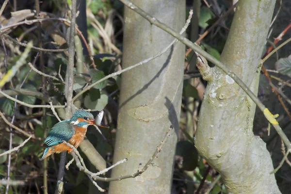 Kingfisher (Alcedo en este) —  Fotos de Stock