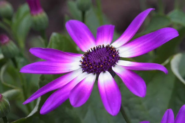 Kwiat senetti — Zdjęcie stockowe