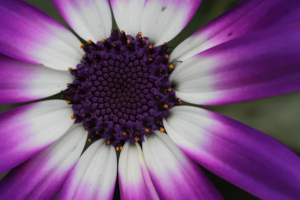 Fiore Senetti — Foto Stock