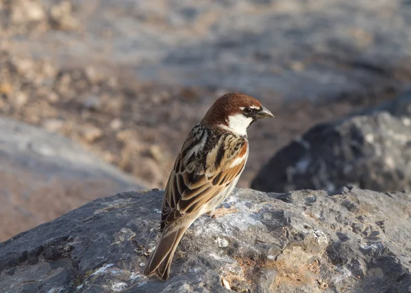 Sparrow  from Fuerteventura — Stock Photo, Image