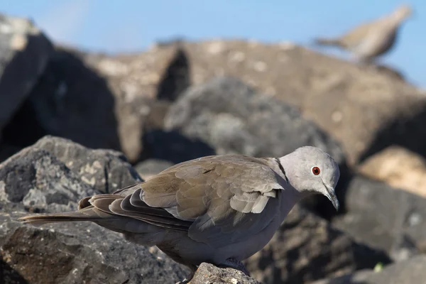 Collared Dove — Stock Photo, Image