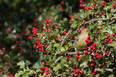 Hawthorn greenfinch preched