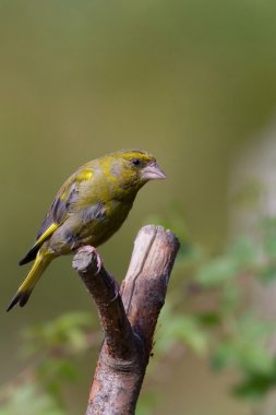 greenfinch preched dalı