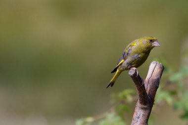 greenfinch preched dalı