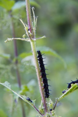 Caterpillar tavuskuşu kelebek