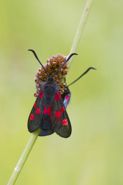 5 miejscu burnet — Zdjęcie stockowe