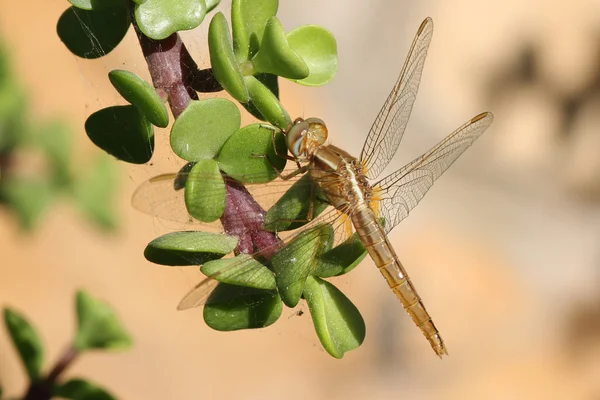 Libélula na planta — Fotografia de Stock