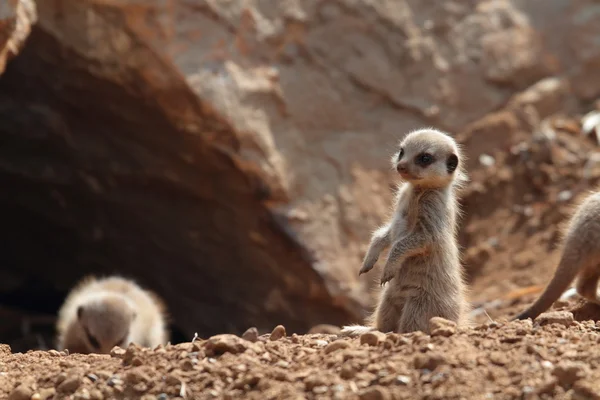 Meerkats in piedi insieme — Foto Stock