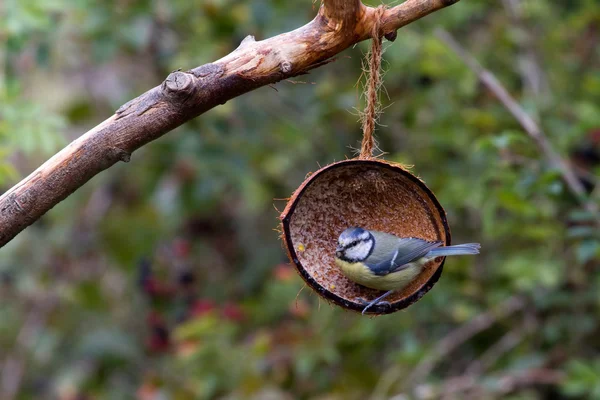 Teta azul (Parus caeruleus ) — Foto de Stock