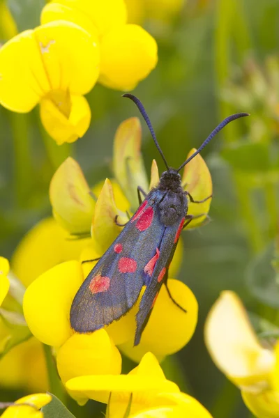 Cinque Spot Burnet — Foto Stock