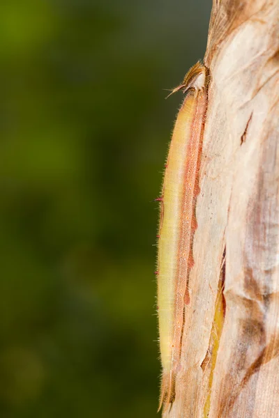 Uggla fjäril caterpillar — Stockfoto