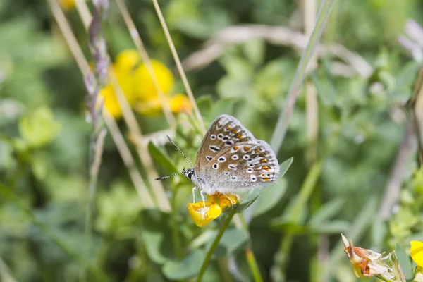 Farfalla blu comune — Foto Stock