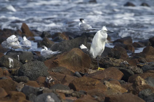 Little egret och smörgås tärnor — Stockfoto