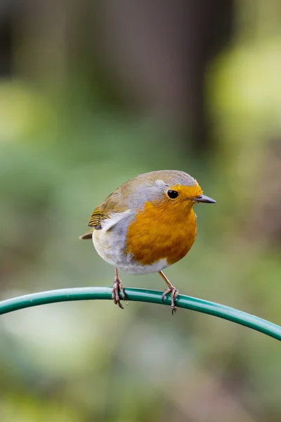 Robin obecná (Erithacus rubecula) — Stock fotografie