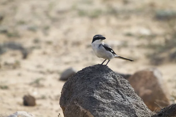 Shrike gris sur —  Fotos de Stock