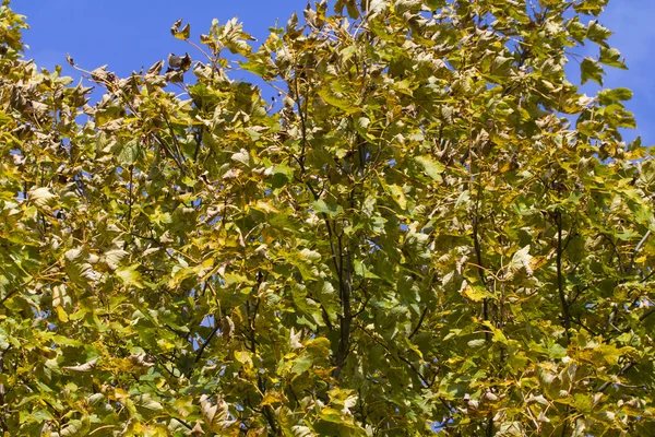 Sonbahar yaprakları Şubesi — Stok fotoğraf