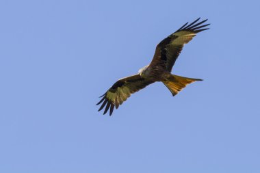Kızıl çaylak (milvus milvus)