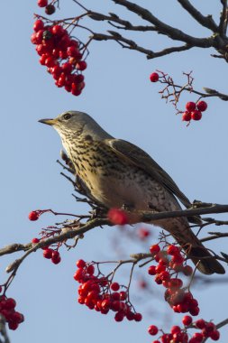 fieldfare kırmızı çilek ile