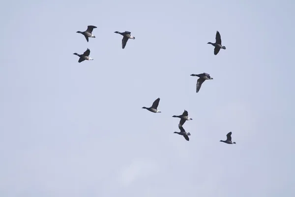 Ganso de Brent (Branta bernicla ) — Foto de Stock