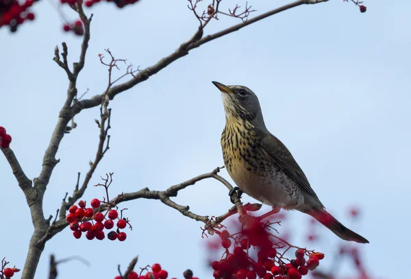 Fieldfare 与红色浆果 — 图库照片