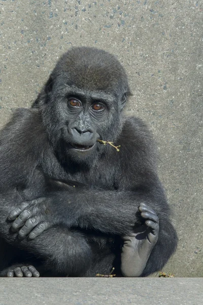 Baby gorilla — Stock Photo, Image