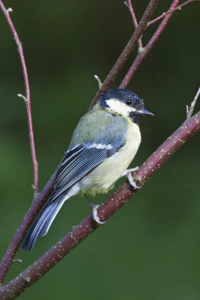 Blue Tit  (Parus caeruleus) — Stock Photo, Image