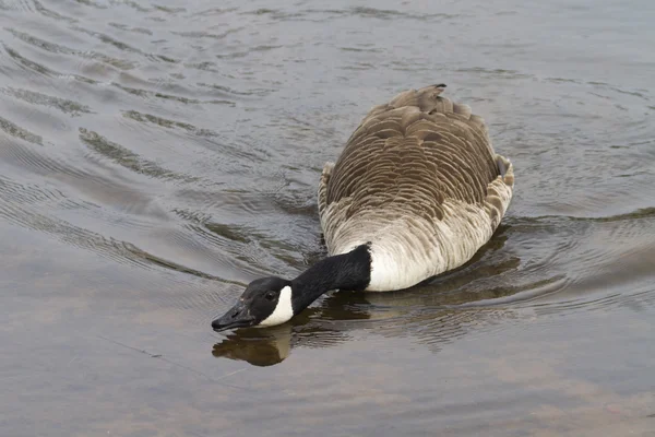 Canada Goose — Stock Photo, Image