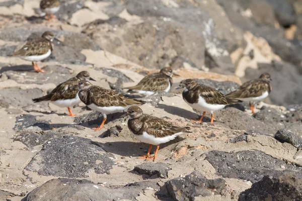 Turnstones (蚤 interpres) — 图库照片